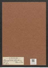 Plagiogramma polygibbum Cleve et Grove (de-Toni-Nr.: Genus 83, Species 2937) Zeichnungen Sammlung Grunow Mappe 03106 (Herbarium_W_Grunow_drawings_Folder_03106)